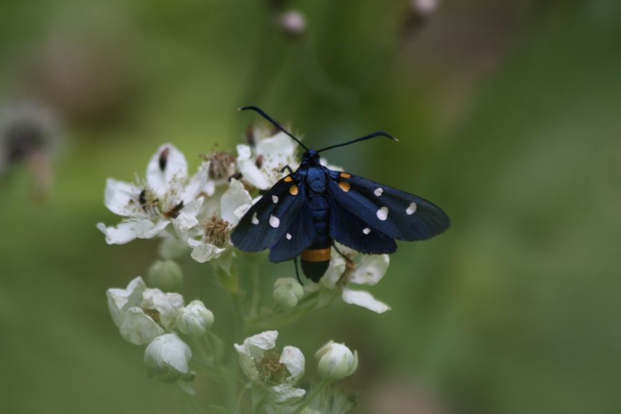 Zygaena ephialtes?